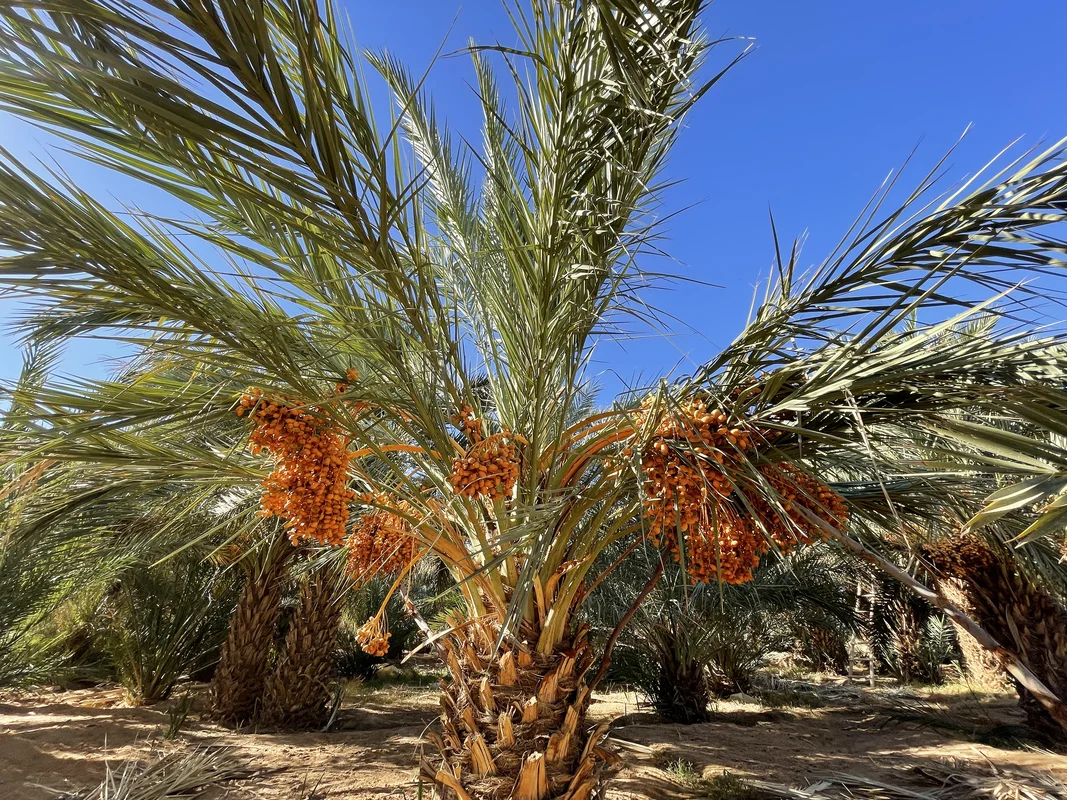 Anti-Atlas mountains desert landscape view