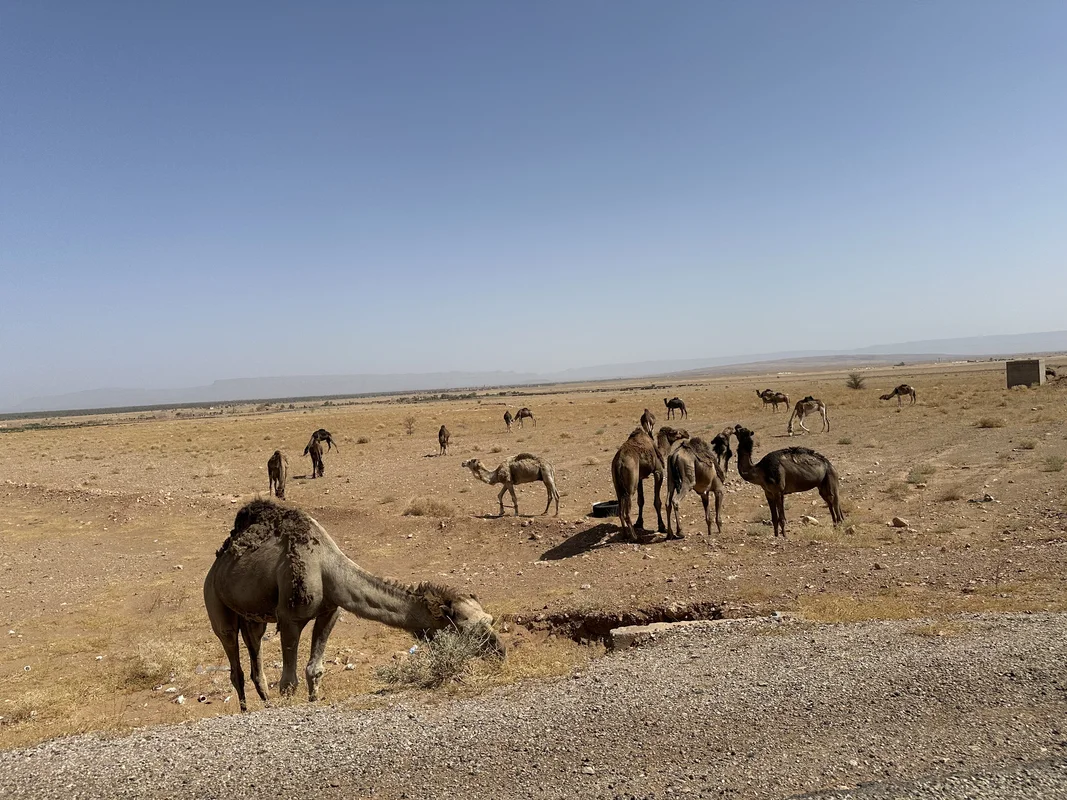 Camel trekking in Sahara desert near Merzouga - traditional tourism experience