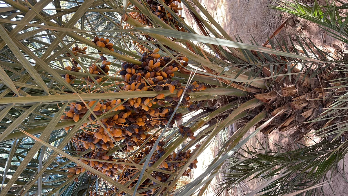 Date palm tree with ripe fruit clusters ready for harvest