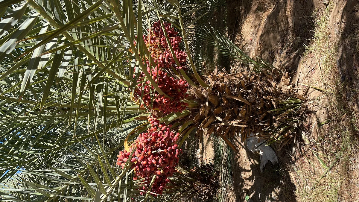 Date palm tree with red dates ripening in Morocco oasis