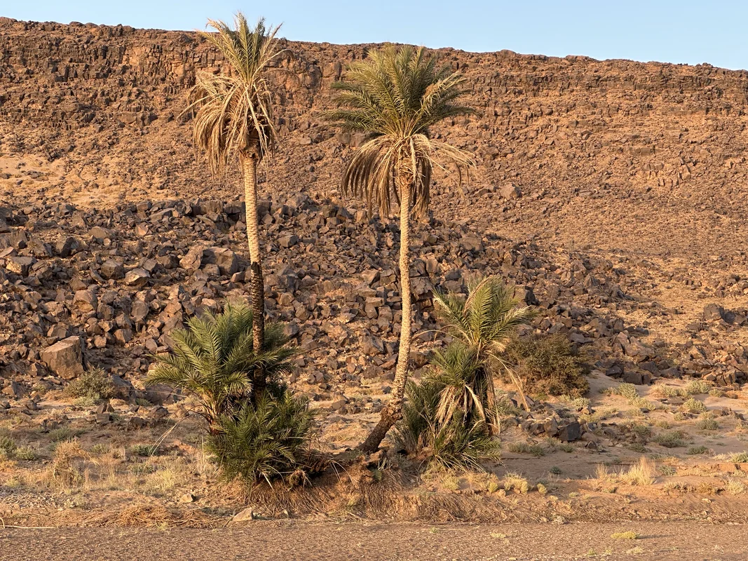 Draa Valley palm groves near Zagora Morocco showing traditional oasis agriculture