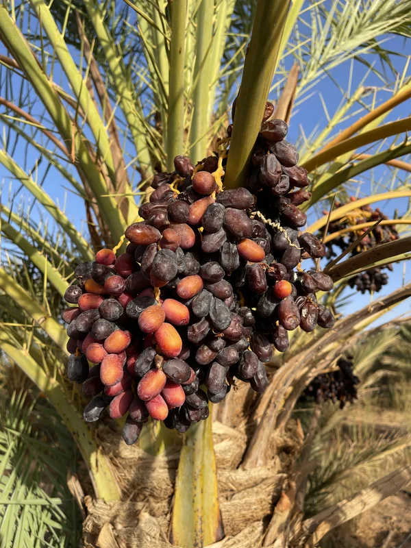 Moroccan oasis with lush palm groves in the desert