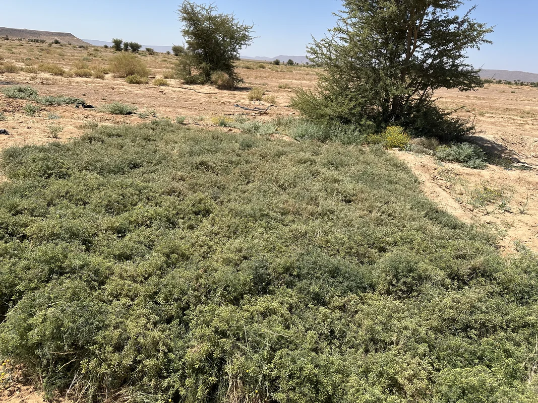 Spectacular sunset over Sahara desert and Anti-Atlas mountains
