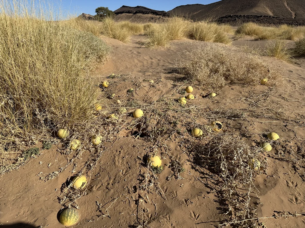 Traditional Berber village architecture in Morocco